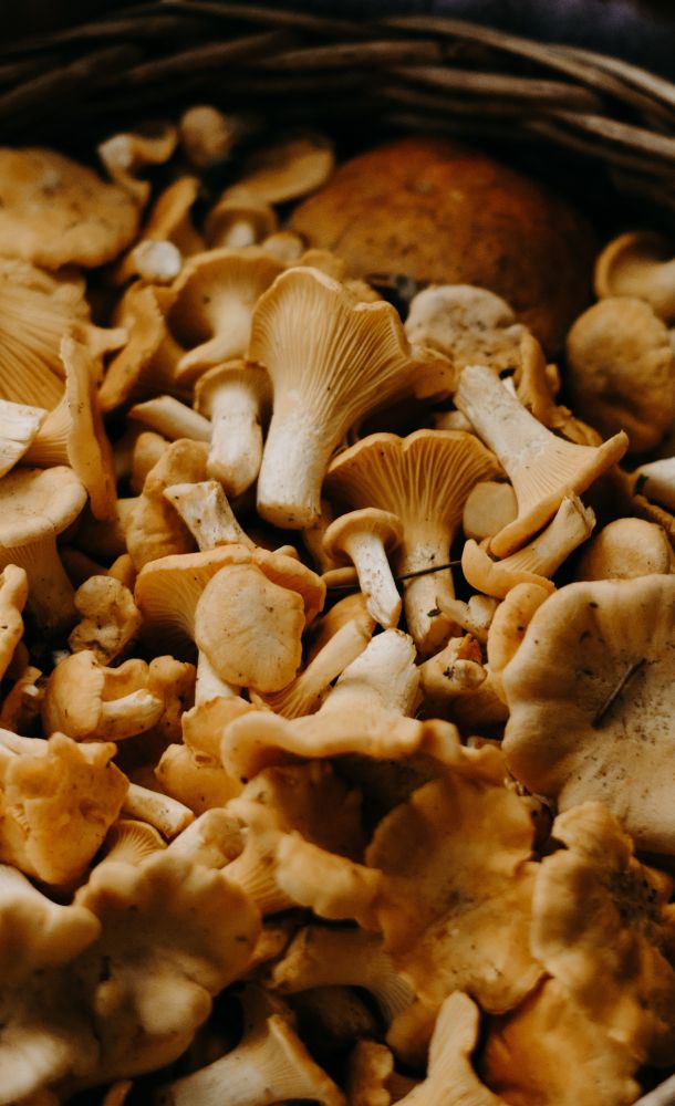 Humidification in mushroom cultivation
